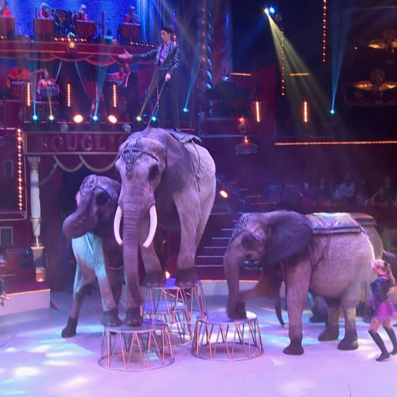 Circus Animals